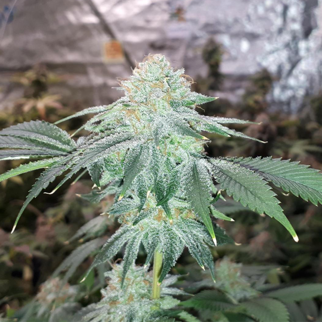 Original Sensible Seeds Forbidden Wedding Cake Image 5